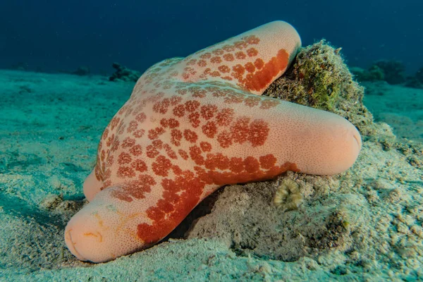 在红海海底的海星 以色列鳗鱼 — 图库照片