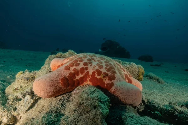 在红海海底的海星 以色列鳗鱼 — 图库照片