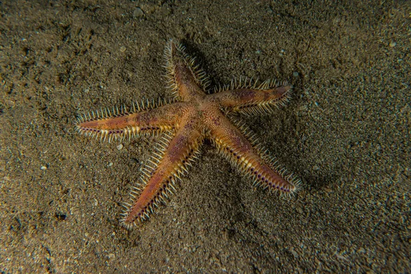 Starfish Fundo Mar Mar Vermelho Eilat Israel — Fotografia de Stock