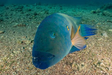 Kızıl Deniz 'de balıklar yüzer, renkli balıklar, Eilat İsrail