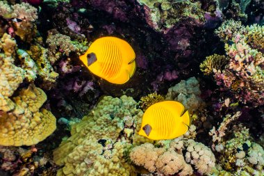 Kızıl Deniz 'de balıklar yüzer, renkli balıklar, Eilat İsrail