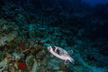 Kızıl Deniz 'de balıklar yüzer, renkli balıklar, Eilat İsrail