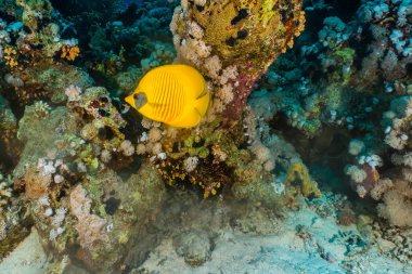 Kızıl Deniz 'de balıklar yüzer, renkli balıklar, Eilat İsrail