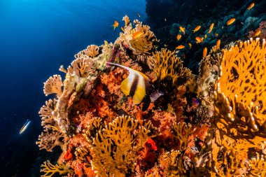 Kızıl Deniz 'de balıklar yüzer, renkli balıklar, Eilat İsrail