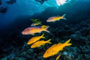 Kızıl Deniz 'de balıklar yüzer, renkli balıklar, Eilat İsrail