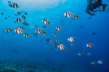 Kızıl Deniz 'de balıklar yüzer, renkli balıklar, Eilat İsrail