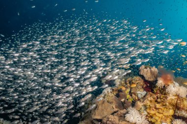 Kızıl Deniz 'de balıklar yüzer, renkli balıklar, Eilat İsrail