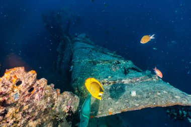 Kızıl Deniz 'de balıklar yüzer, renkli balıklar, Eilat İsrail