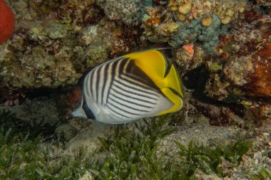 Kızıl Deniz 'de balıklar yüzer, renkli balıklar, Eilat İsrail