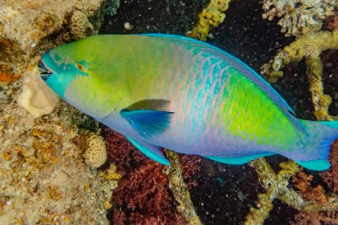 Kızıl Deniz 'de balıklar yüzer, renkli balıklar, Eilat İsrail