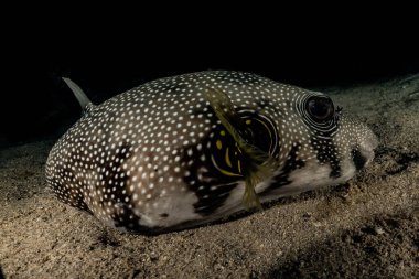 Kızıl Deniz 'de balıklar yüzer, renkli balıklar, Eilat İsrail