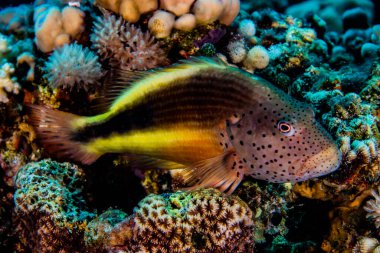 Kızıl Deniz 'de balıklar yüzer, renkli balıklar, Eilat İsrail