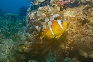 Kızıl Deniz 'de balıklar yüzer, renkli balıklar, Eilat İsrail
