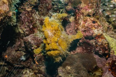 Kızıl Deniz 'de balıklar yüzer, renkli balıklar, Eilat İsrail