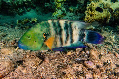 Kızıl Deniz 'de balıklar yüzer, renkli balıklar, Eilat İsrail
