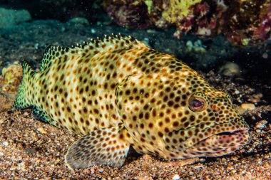 Kızıl Deniz 'de balıklar yüzer, renkli balıklar, Eilat İsrail