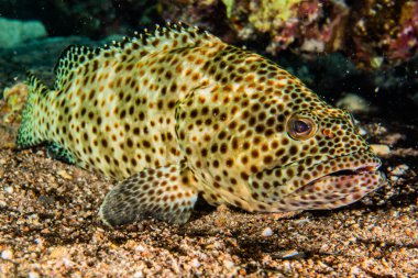 Kızıl Deniz 'de balıklar yüzer, renkli balıklar, Eilat İsrail