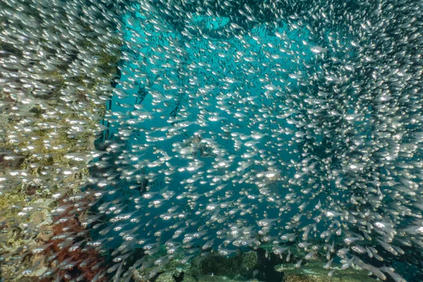 Fish Swim Red Sea Colorful Fish — Stock Photo, Image