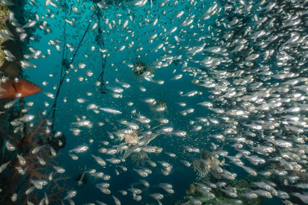 Рыбы Плавают Красном Море Разноцветные Рыбы — стоковое фото