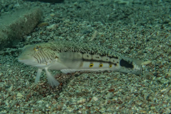 Fisk Svømmer Det Røde Hav Farverige Fisk Eilat Israel - Stock-foto