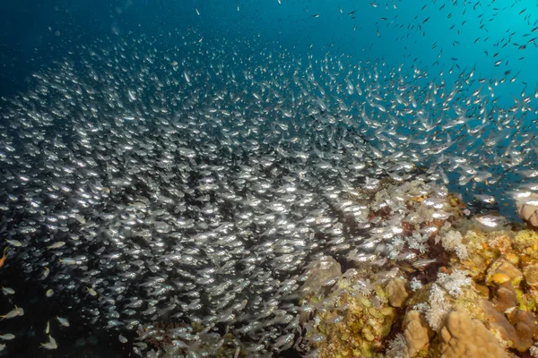 Рыбы Плавают Красном Море Красочные Рыбы Эйлат Израиль — стоковое фото