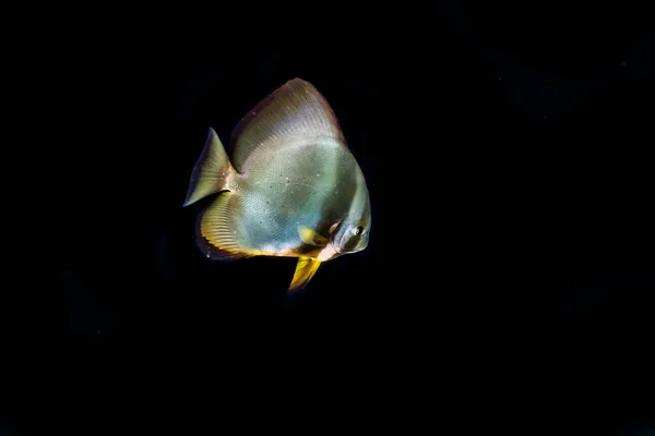 Fish Swim Red Sea Colorful Fish Eilat Israel — Stock Photo, Image