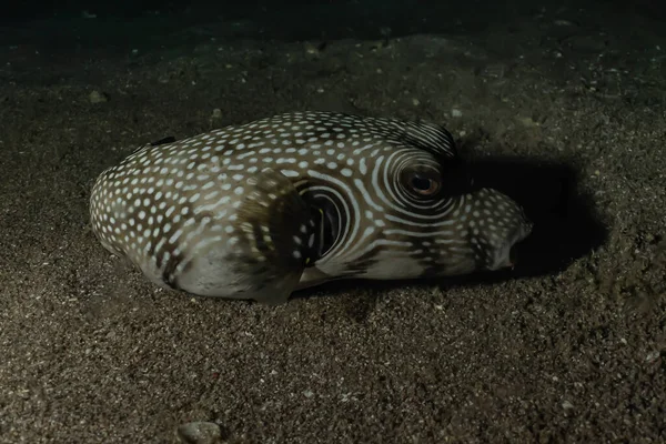 Fische Schwimmen Roten Meer Bunte Fische Eilat Israel — Stockfoto