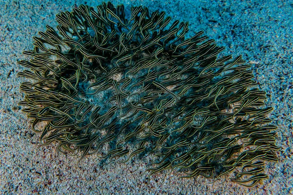 Poissons Nager Dans Mer Rouge Poissons Colorés Eilat Israël — Photo