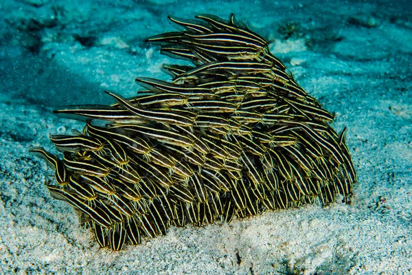 Fiskar Simmar Röda Havet Färgglada Fiskar Eilat Israel — Stockfoto