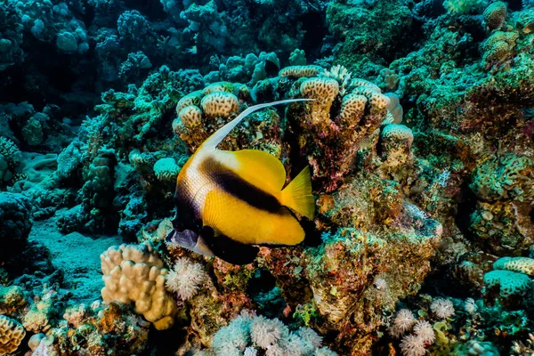 Los Peces Nadan Mar Rojo Peces Coloridos Eilat Israel —  Fotos de Stock