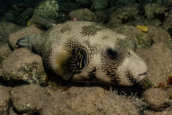 Fiskar Simmar Röda Havet Färgglada Fiskar Eilat Israel — Stockfoto