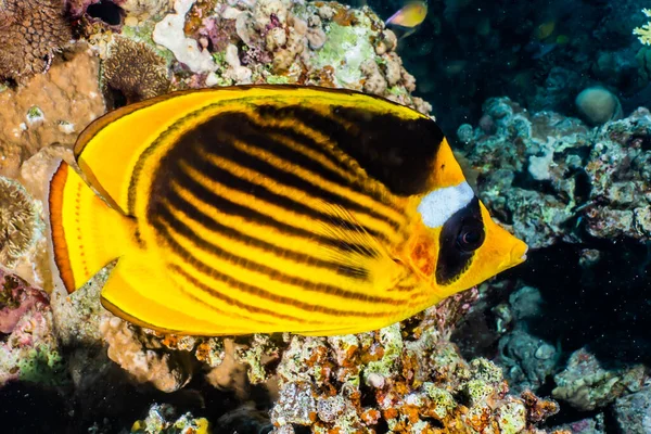 Poissons Nager Dans Mer Rouge Poissons Colorés Eilat Israël — Photo