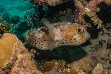 Kızıl Deniz 'de balıklar yüzer, renkli balıklar, Eilat İsrail