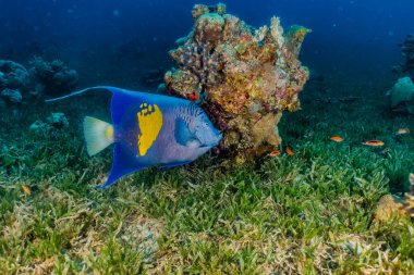 Kızıl Deniz 'de balıklar yüzer, renkli balıklar, Eilat İsrail