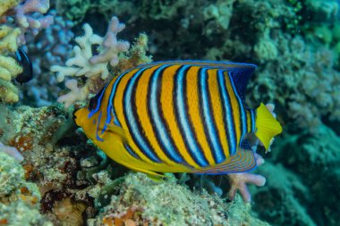 Kızıl Deniz 'de balıklar yüzer, renkli balıklar, Eilat İsrail