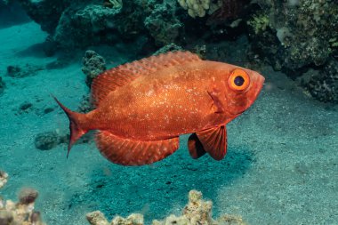 Kızıl Deniz 'de balıklar yüzer, renkli balıklar, Eilat İsrail