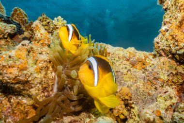 Kızıl denizde balıklar yüzer, renkli balıklar. 