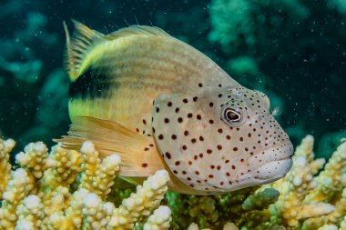 Kızıl denizde balıklar yüzer, renkli balıklar. 