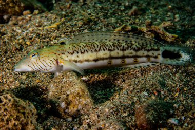 Kızıl denizde balıklar yüzer, renkli balıklar. 