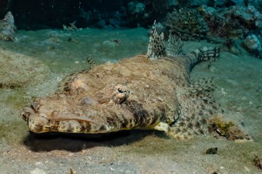 Kızıl denizde balıklar yüzer, renkli balıklar. 