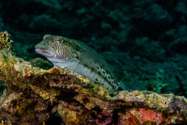 Kızıl Deniz 'de balıklar yüzer, renkli balıklar, Eilat İsrail