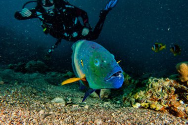 Kızıl Deniz 'de balıklar yüzer, renkli balıklar, Eilat İsrail