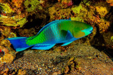 Kızıl Deniz 'de balıklar yüzer, renkli balıklar, Eilat İsrail