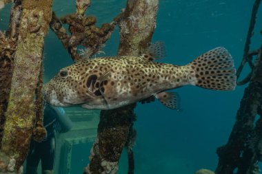Kızıl Deniz 'de balıklar yüzer, renkli balıklar, Eilat İsrail