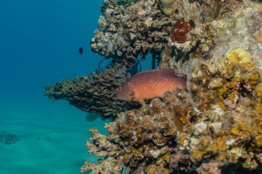 Kızıl Deniz 'de balıklar yüzer, renkli balıklar, Eilat İsrail