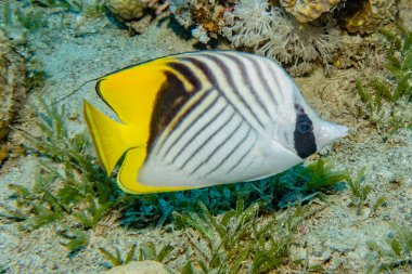 Kızıl Deniz 'de balıklar yüzer, renkli balıklar, Eilat İsrail