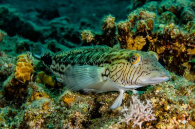 Kızıl Deniz 'de balıklar yüzer, renkli balıklar, Eilat İsrail