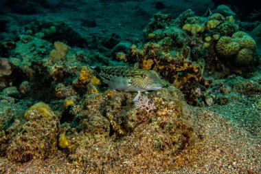 Kızıl Deniz 'de balıklar yüzer, renkli balıklar, Eilat İsrail