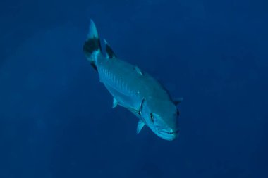 Kızıl Deniz 'de balıklar yüzer, renkli balıklar, Eilat İsrail