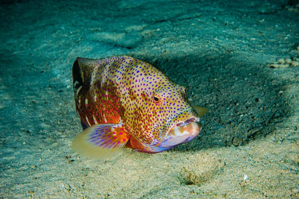 Los Peces Nadan Mar Rojo Peces Coloridos Eilat Israel —  Fotos de Stock